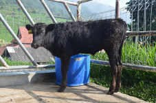 Sapi Wagyu, Penuhi Kebutuhan...