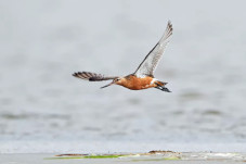 Burung Ini Terbang 12.000...