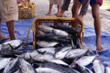 Produksi Ikan Laut di...