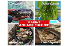 Marine Aquagriculture:...