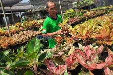 Mau Berbisnis Tanaman...