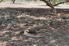 Sederet Fakta Komodo,...