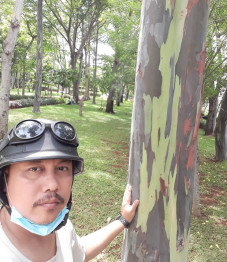 Wow, Ternyata Pohon...