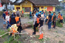 Pohon Besar di Tasikmalaya...