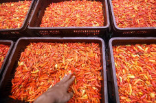 Harga Cabai Tambah Pedas,...