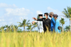 Atasi Stunting, Kementan...