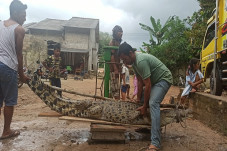 Buaya 3 Meter yang Kerap...
