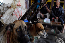 Edan, Anjing dari Jawa...