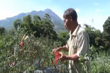 Gunung Merapi Keluarkan...