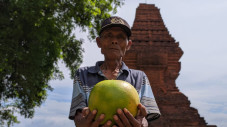 Buah Maja, Identitas...