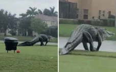Gempar!! Alligator Invasi...