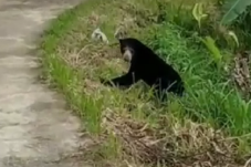 Beruang Madu Gemparkan...