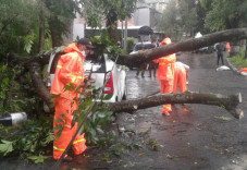 Tertimpa Pohon Tumbang...