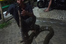 Ular Piton Sepanjang...