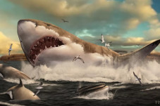 Megalodon Ternyata Punya...