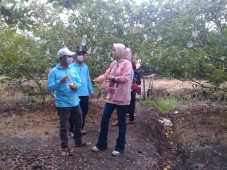 Kebun Jambu di Kebaron...