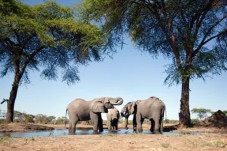 Namibia Lelang 170 Gajah...