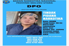 BNNP Maluku Utara Sebar...