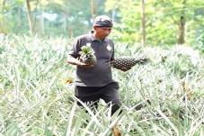Mencontoh Manisnya Nanas...