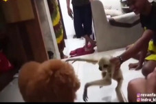 Viral Video Diduga Kapolres...
