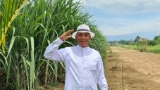 Hari Perkebunan Nasional,...