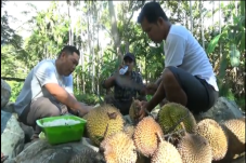 Asyiknya Berburu Durian...