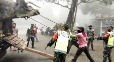 Viral Video Kemunculan...