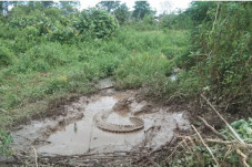 Buaya Besar Sungai Toca...