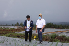 Food Estate Humbang...