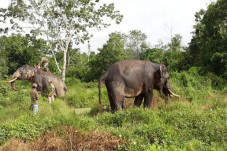 12 Gajah Liar Lampung...