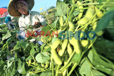 Harga Kedelai Naik,...