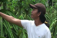 Warga Banyuwangi Gempar,...