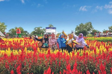 Taman Bunga Celosia,...