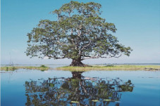 Misteri Pohon Setia...