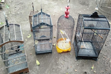 Curi Lima Ekor Burung...