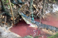 Buaya Ganas di Sungai...
