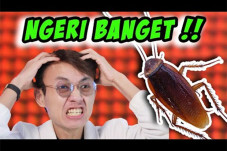 Koharo Coba Lihat Kecoa...