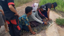Anak Kecil Sangka Biawak,...