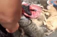 Viral Pembunuhan Kucing...