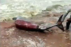 Penuh Luka, Ikan Paus...
