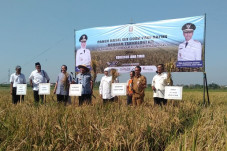 Alokasi Pupuk Bersubsidi...