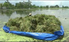 Tanaman Padi Terendam...