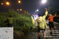 Ini Jenis Pohon Tumbang...