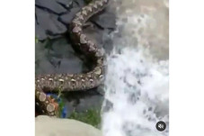 Viral, Ular Piton Berukuran...