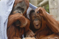 Orangutan di Penangkaran...