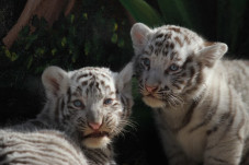 Dua Anak Harimau Putih...