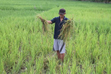30 Ribu Hektare Lahan...