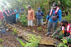 Buaya Besar Pemangsa...