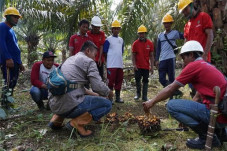 Hanasta Agri Berikan...