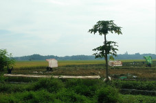 Kasus Penggunaan Lahan...